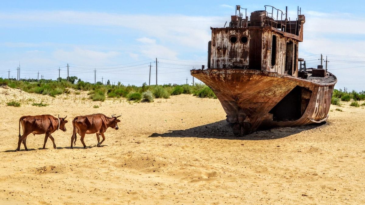 На высохшем дне Арала высадят деревья на 115 тысяч га