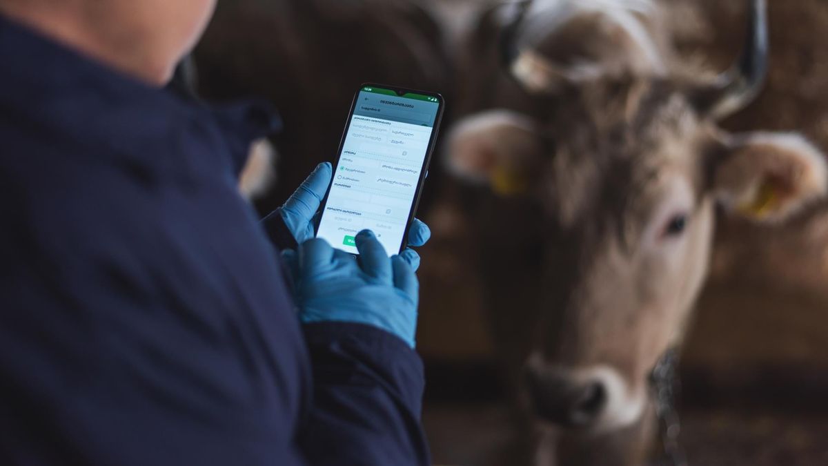 KOICA поможет Кыргызстану внедрить систему прослеживаемости продукции животноводства
