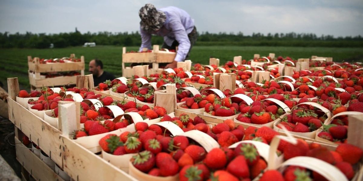 Кыргызстанцам напомнили о возможностях приложения Migrant.kg для трудовых мигрантов