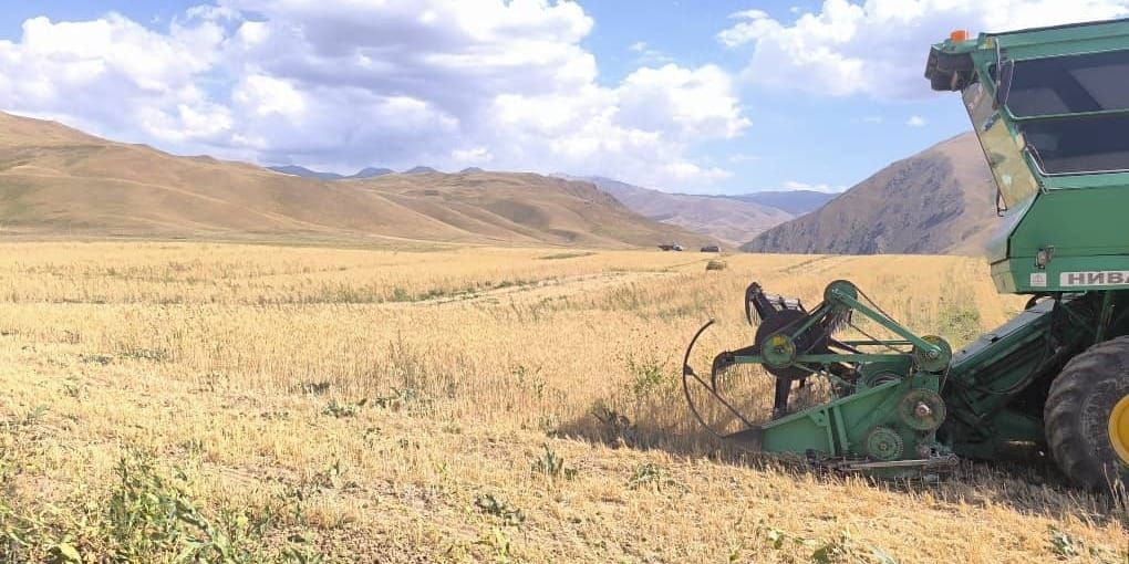 Уборка зерновых культур в Джалал-Абадской области. Фото: Минсельхоз.
