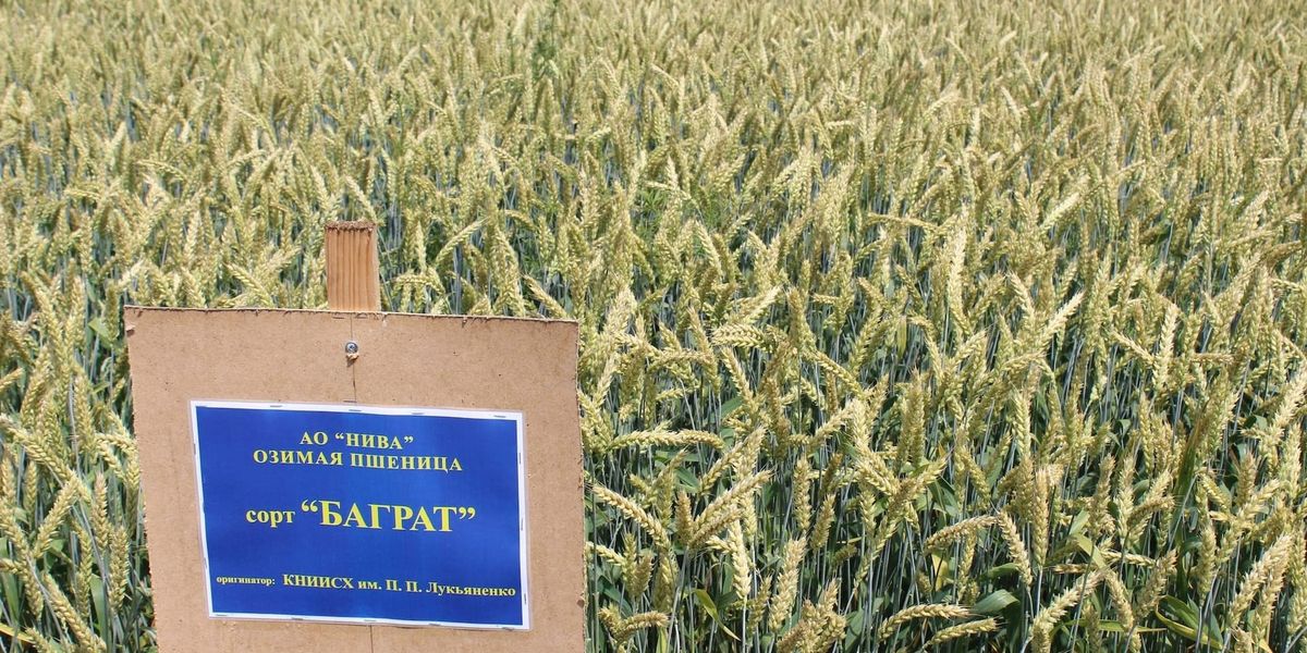Минсельхоз рекомендует фермерам сеять озимую пшеницу высокоурожайных сортов (список)