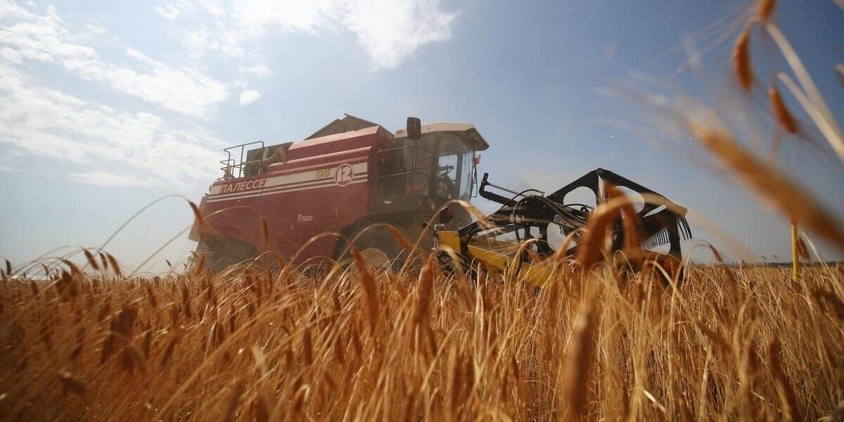 Урожай зерновых собран с 54% посевных площадей