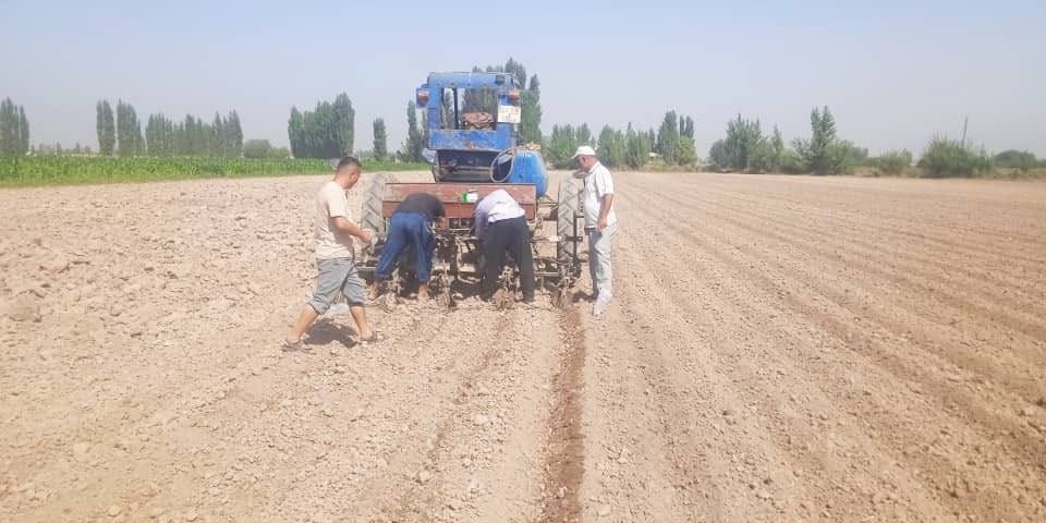 В Кара-Суйском районе начали эксперимент по выращиванию озимого лука