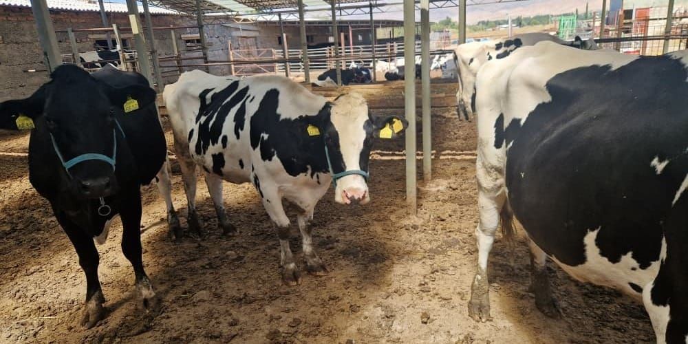 В Кыргызстане проходят тренинги по искусственному осеменению скота