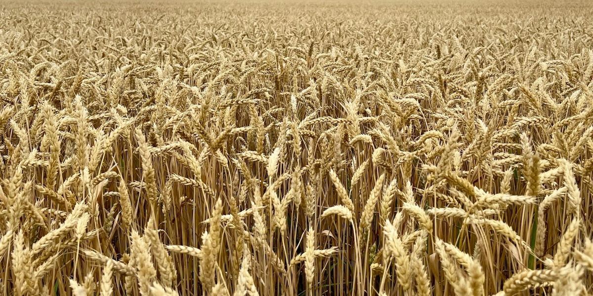 В Чуйской области начали посев канадской пшеницы «Джерси»