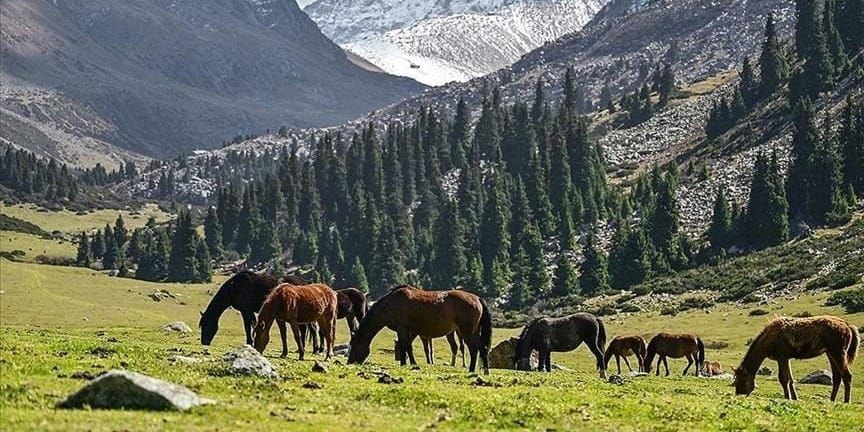Животноводам КР выданы льготные кредиты на 187.6 млн сомов
