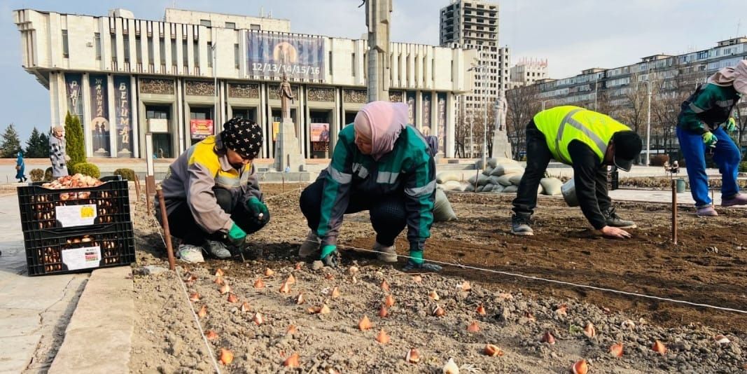В Бишкеке начали высадку 218 тысяч тюльпанов к весне 2026 года