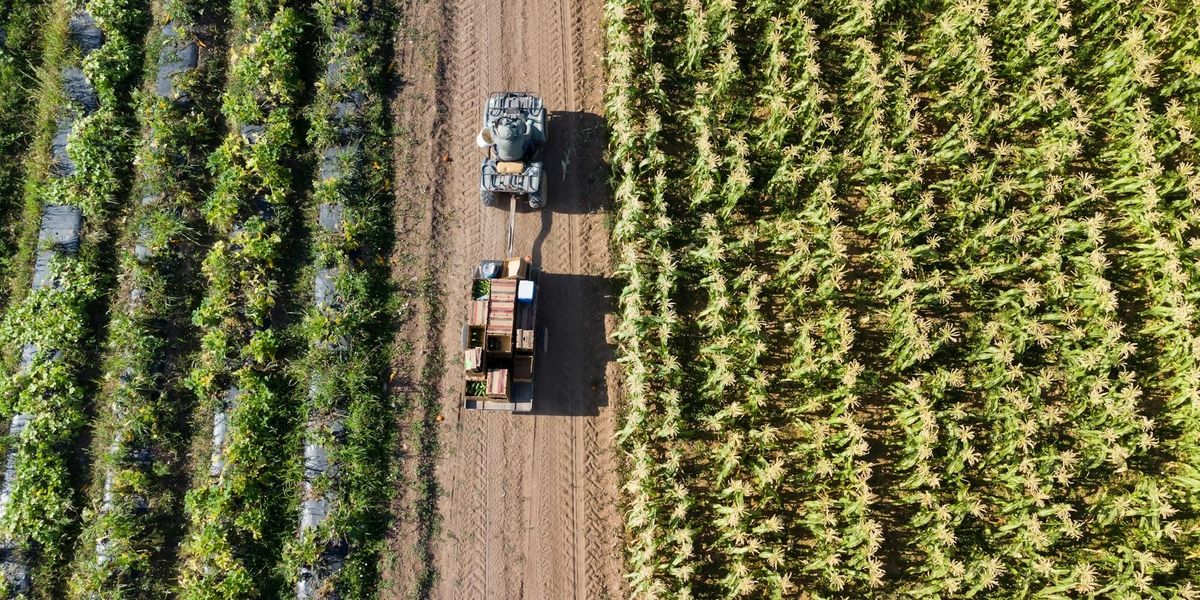 Цифровая торговля, лошади и мед — чем запомнился экспорт сельхозпродукции в 2025 году