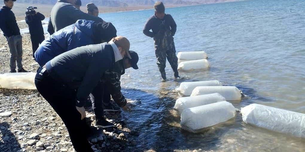 В Иссык-Куль выпустили 3 млн мальков сига-лудоги: итоги весеннего зарыбления 2026