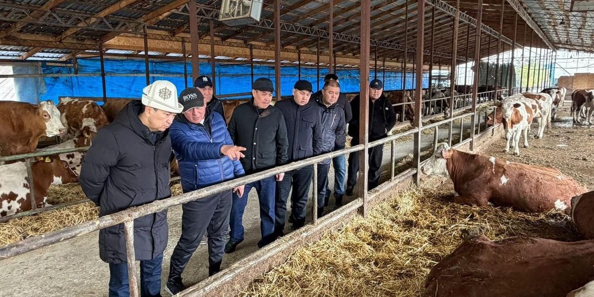 Под Сокулуком племенное хозяйство нарастило производство молока до 2.8 тысячи литров в сутки