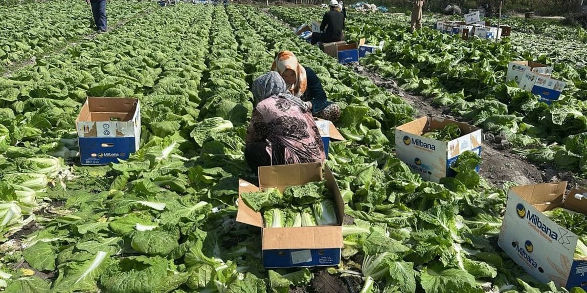 Фермеры Аравана планируют собрать 450 тонн пекинской капусты