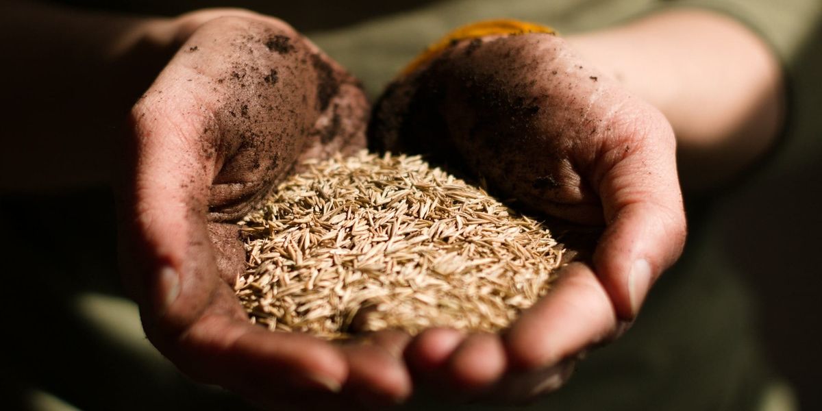 В Ак-Талинском районе начали выращивать семена пшеницы и ячменя для местных фермеров