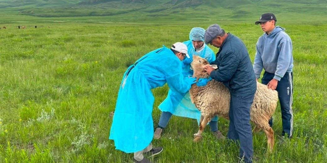 Проверка состояния скота и эпизоотической ситуации в Суусамырской долине