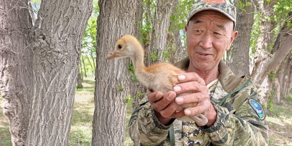 Серый журавль с птенцами на восточном побережье Иссык-Куля