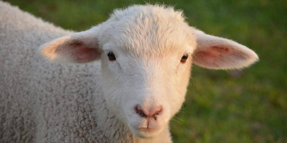 Рост цен производителей сельскохозяйственной продукции в Кыргызстане и странах ЕАЭС