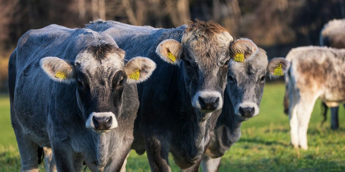 Корма для животных и проверка безопасности продукции в Кыргызстане