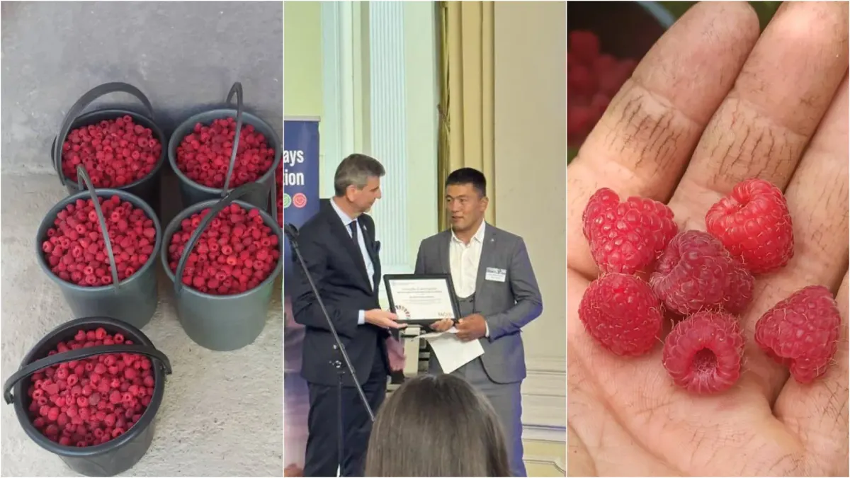 Фермер из Кыргызстана Руслан Кубанычбеков выращивает малину и арбузы, отказавшись от химии, и экспортирует продукцию в Россию.