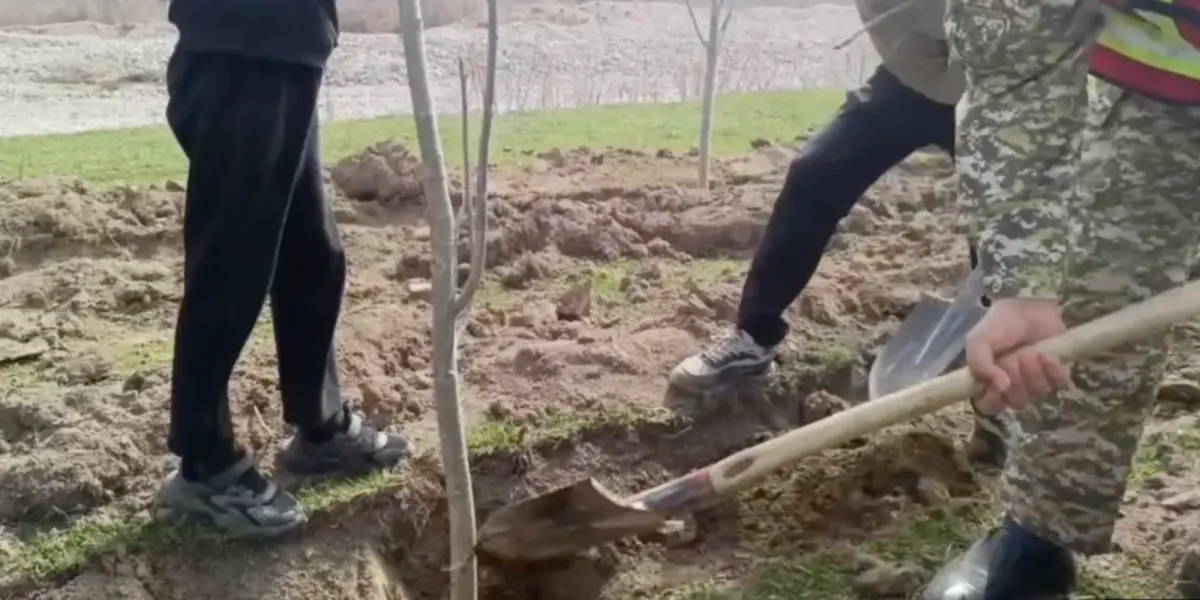 В Иссык-Кульской и Таласской областях высадили 4 тысячи тополей