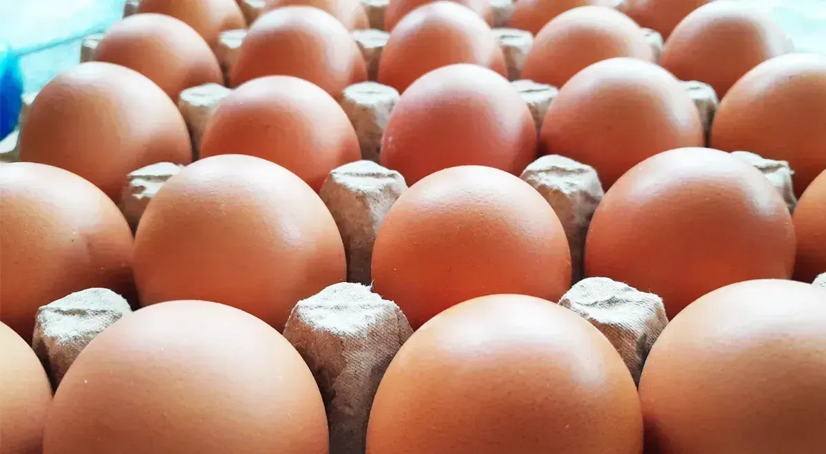 КР увеличил импорт инкубационных яиц на 4.7 млн штук – основные поставщики Турция, Узбекистан и Франция