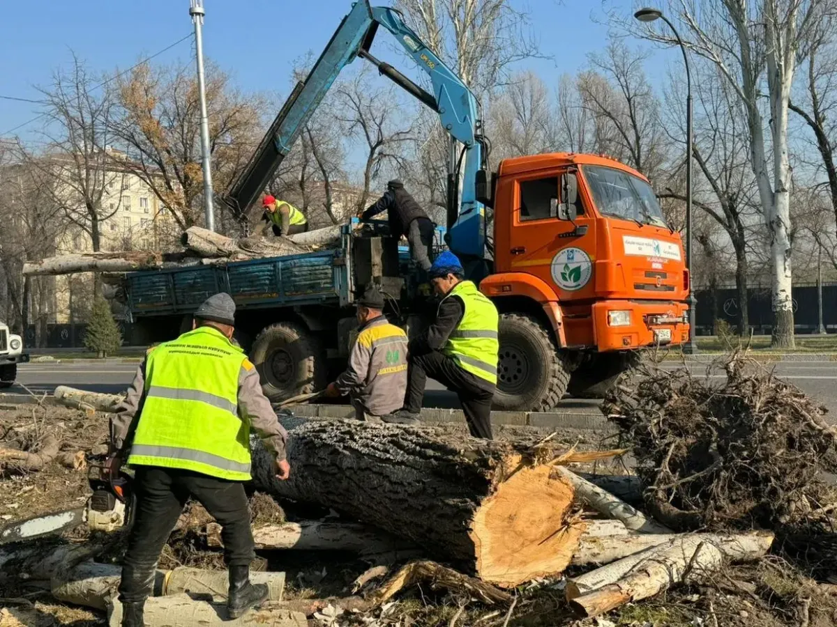 На проспекте Айтматова сносят тополя: вместо них высадят платаны или клены