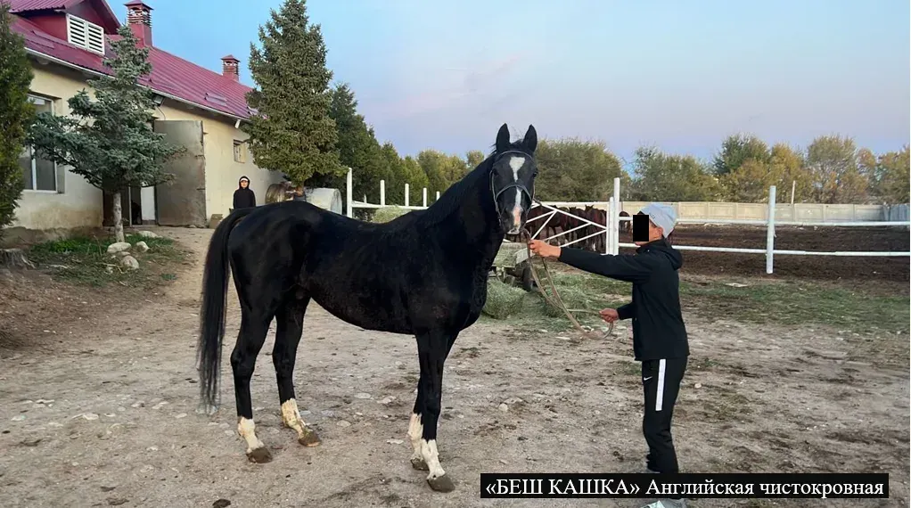 ГКНБ конфисковал восемь породистых лошадей, принадлежащих Камчы Кольбаеву