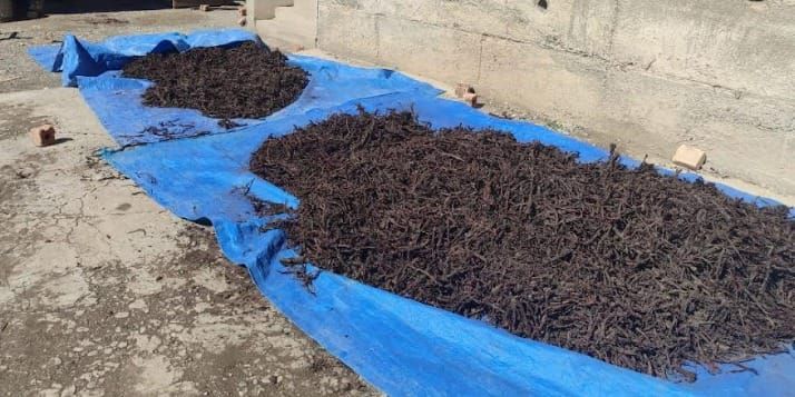 В Таласской области изъяли почти 125 кг незаконно добытого корня эндика