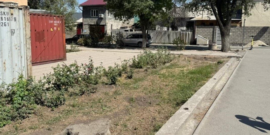 На территории Кыргызского университета культуры незаконно вырубили деревья