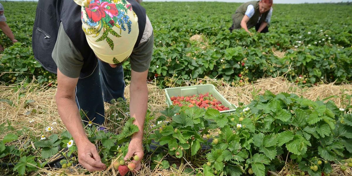 Кыргызстанцев предупредили о ложной регистрации на работу в Великобритании