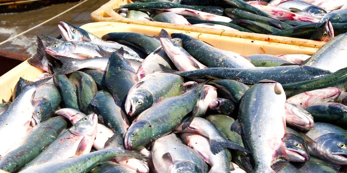 В Кыргызстане выставили на конкурс 16 водоемов для рыбных хозяйств