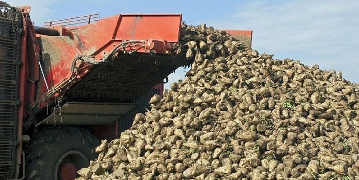Урожай сахарной свеклы в КР может вырасти до 710 тысяч тонн