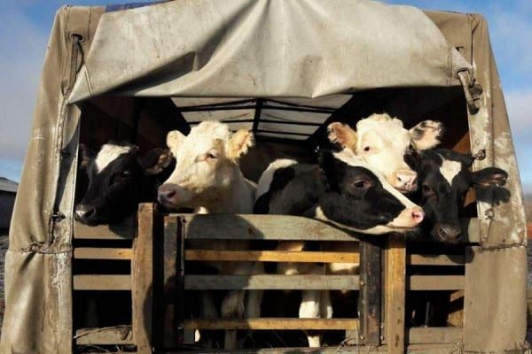 Минсельхоз ввел запрет на экспорт скота и сельхозпродукции