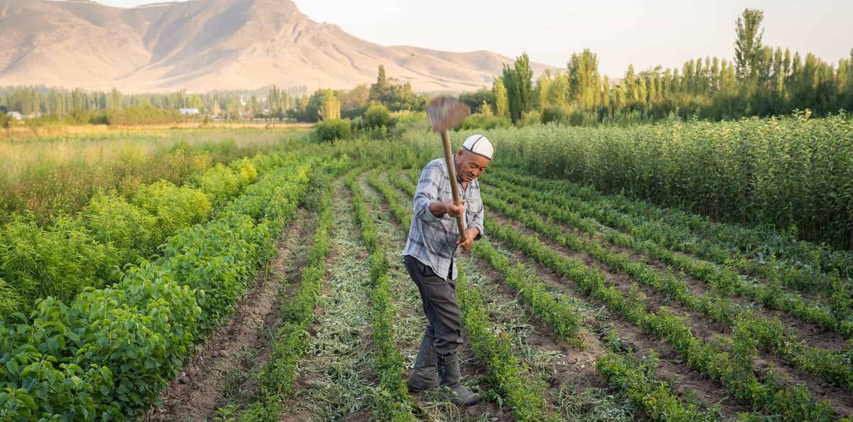 Халяльные продукты и дешевые кредиты. Подписан указ по развитию сельского хозяйства