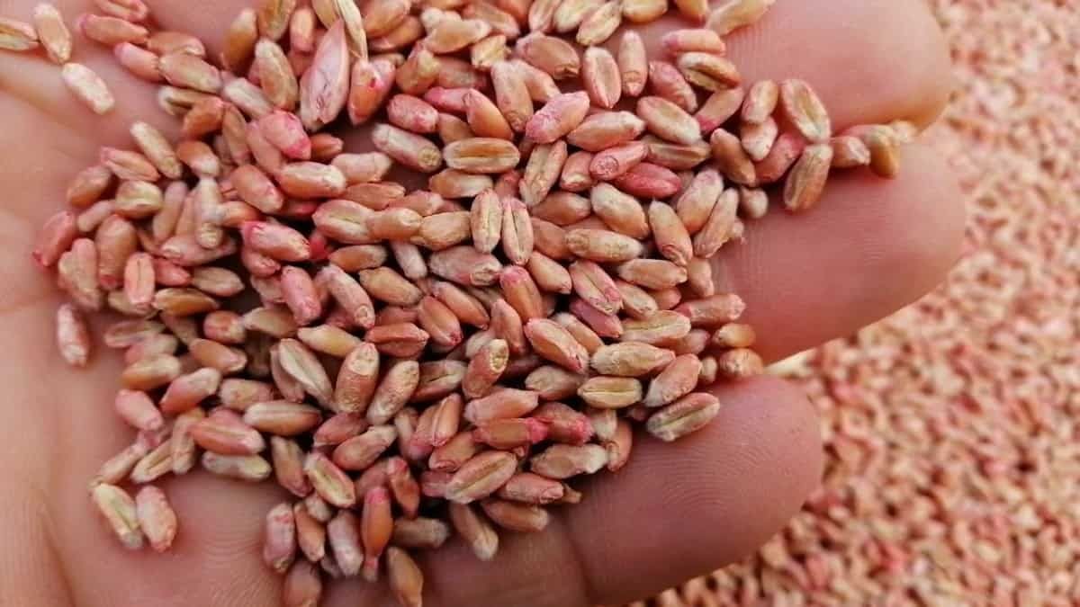 Кыргызстан зависит от импортных семян кукурузы, подсолнечника, свеклы и других овощей
