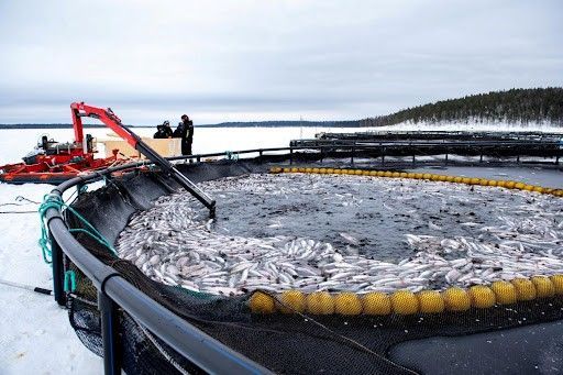 Производство рыбы в Кыргызстане выросло в два раза