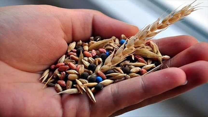 Власти закупят семена на 1.5 млрд сомов и будут выдавать их фермерам в кредит