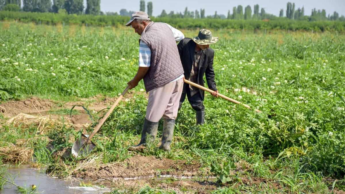 Фермерам в этом году выдадут льготных кредитов на 4.9 млрд сомов