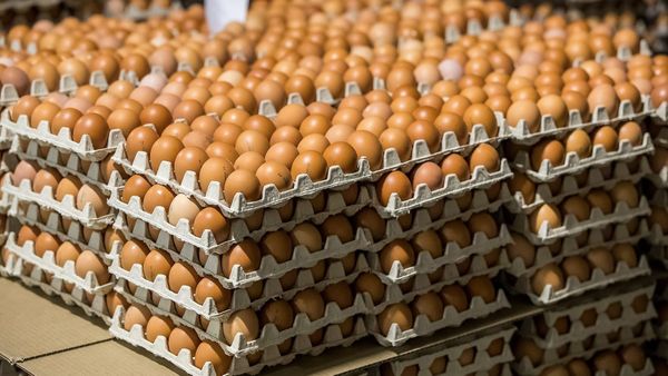 В Оше мошенники обманом завладели партией куриных яиц почти на 2 млн сомов изображение публикации
