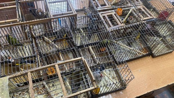Браконьер ловил в Ботсаду птиц для перепродажи – его оштрафовали изображение публикации