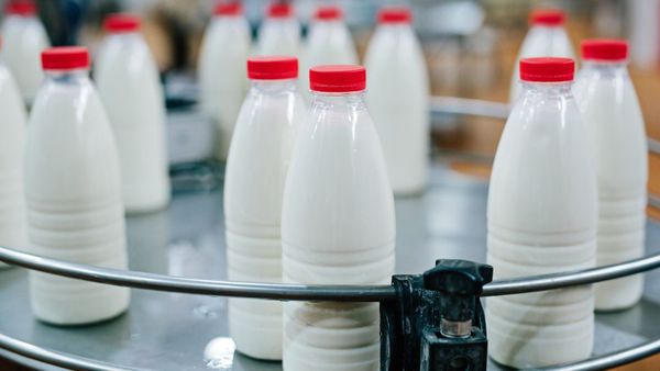 Мы сдаем предприятиям молоко по 20 сомов, а в магазинах оно стоит 100 сомов – фермеры изображение публикации