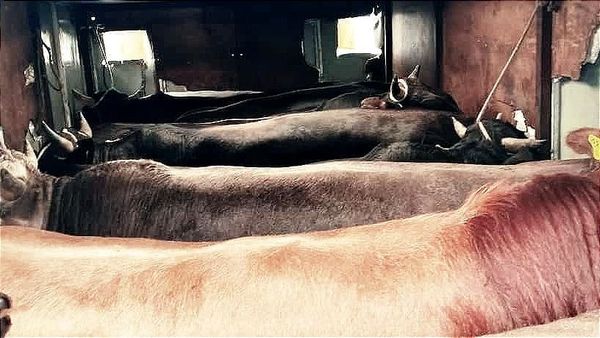 На границе в Баткенской области пытались незаконно провезти девять быков изображение публикации