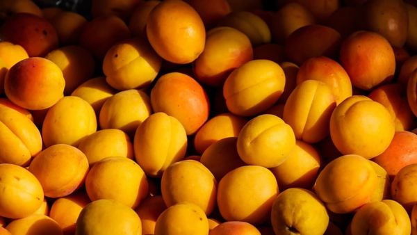 Фермерам КР предлагают продавать абрикос в Казахстан – на каких условиях? изображение публикации
