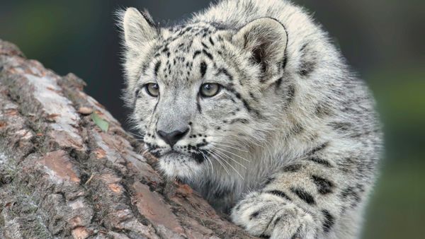В Кыргызстане увеличили штрафы за нанесение ущерба объектам животного мира изображение публикации