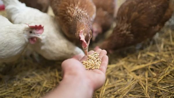 Цех по производству кормов для кур появится в Кара-Суйском районе изображение публикации