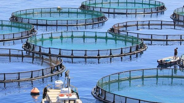 На конкурс выставлены 50 га акватории Токтогульского водохранилища для рыбного хозяйства изображение публикации