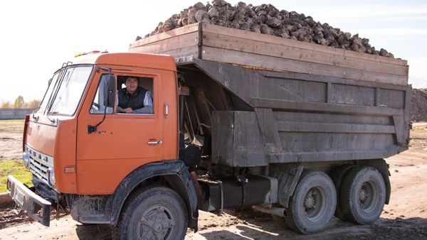 Кыргызстан готовится произвести 120 тысяч тонн сахара. Репортаж с завода изображение публикации