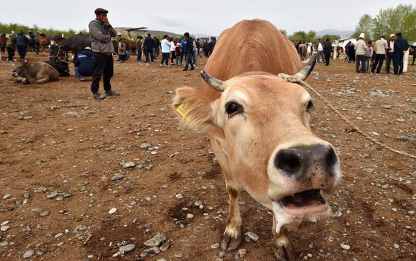 В КР построено семь новых скотных рынков – продолжается строительство еще пяти изображение публикации