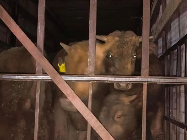 Из Саратовской области в Кыргызстан не выпустили 34 бычка – в чем причина? изображение публикации