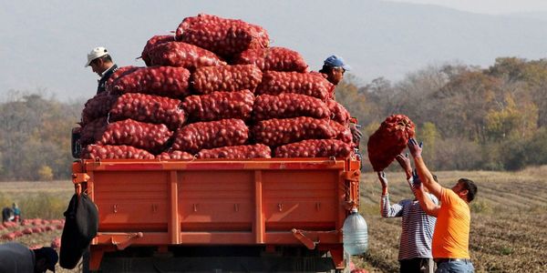 Минсельхоз призвал фермеров КР не увеличивать площади под картофель в 2025 году — причины изображение публикации