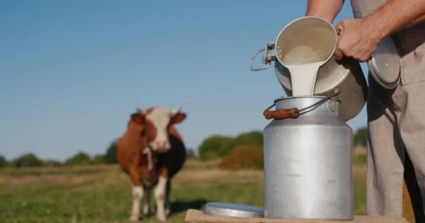 Производство молока в КР выросло на 1.2% за счет продуктивности коров изображение публикации