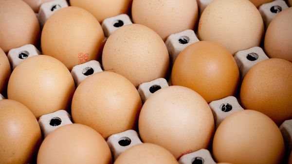 Производство яиц в Кыргызстане выросло на 11.5% — итоги за январь–апрель 2025 года изображение публикации
